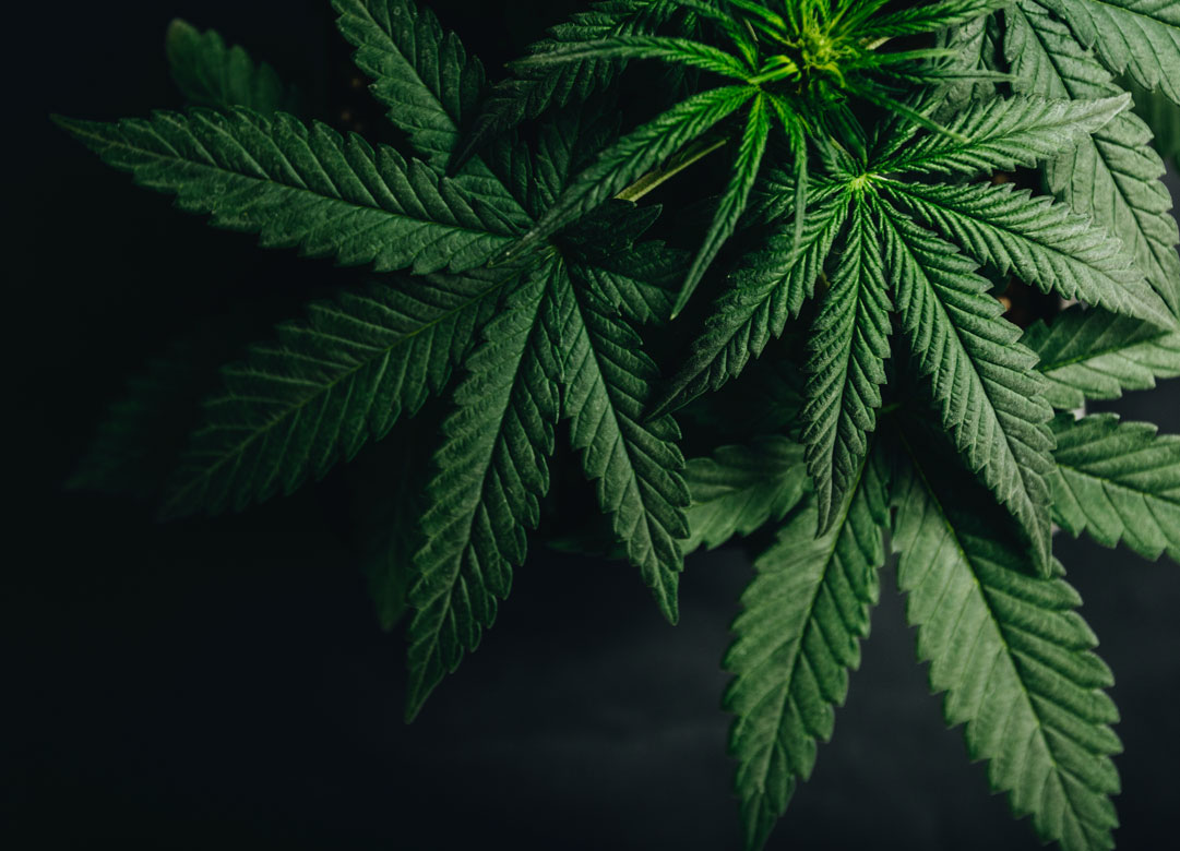 Fort Lauderdale Drug Charge Attorney Talks Changing Marijuana Possession Laws in Florida