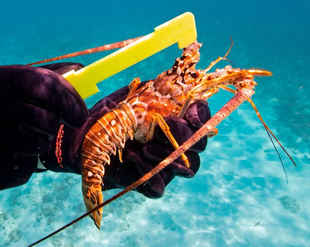 Measuring Lobster